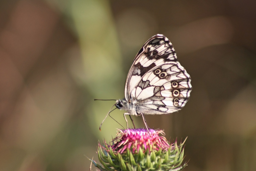 la melanargia galathea fa sempre la sua bella figura